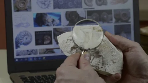 Man examines the fossil 스톡 동영상 74340575