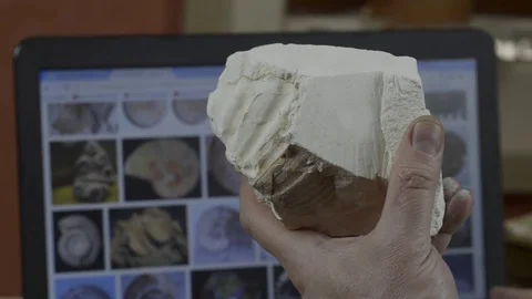 Man examines the fossil Stock Footage 74340579