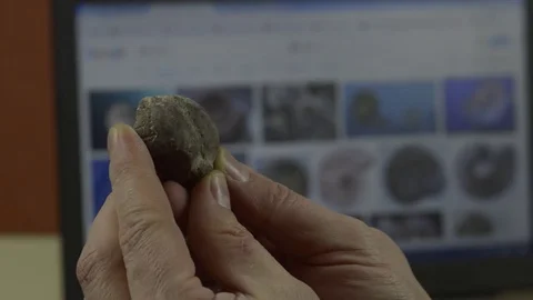 Man examines the fossil 스톡 동영상 74340666