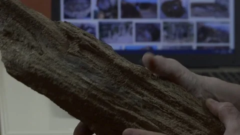 Man examines the fossil Stock Footage 74340694