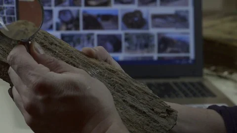 Man examines the fossil Stock Footage 74340789