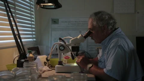 Man examines samples through microscope in laboratory during afternoon hours Stock Footage 327959638
