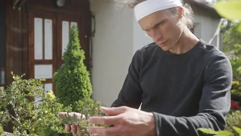 Man examining branches of bonsai tree Video stock 220374010