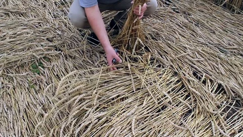 Man examining corn crop. Video stock 78688264