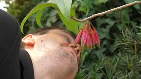 Man examining red bell-shaped flowers agapetes burmanica branch. Видео 289401976