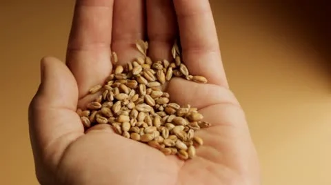 Man examining wheat grains Stock Footage 12687608