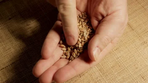 Man examining wheat grains in hand Видео 12694027