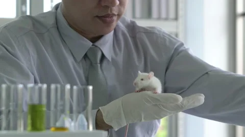 Man experiment rat in laboratory Stock-Footage 173634391