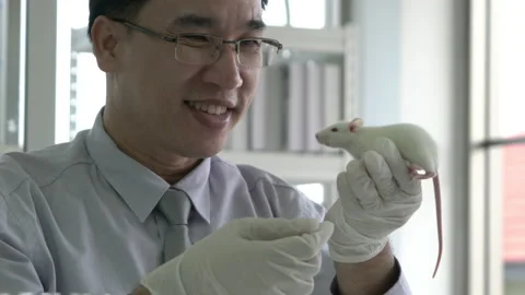 Man experiment rat in laboratory Stock Footage 173636331