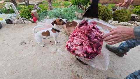 Man expertly chops meat outdoors while a loyal dog observes Stock Footage 334484422