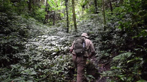 Man explorer walking through thick jungle at Cameron Highlands, Malaysia Stock Footage 157468951