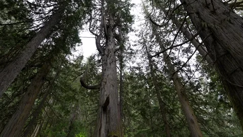 Man exploring Chun T'oh Whudujut ancient forest trail observing towering cedar Stock Footage 334106433
