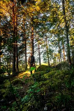 Man exploring quiet forest trail in summer Sweden Stock Photos