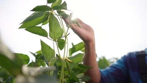 A man extends his hand towards the leaves, gently holding the leaves in the Stock Footage 316152645