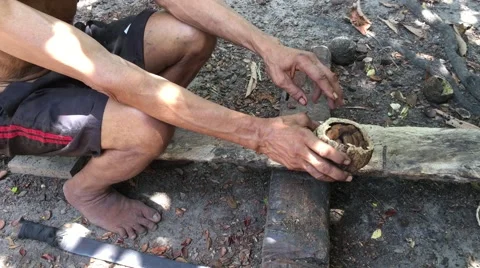 Man extracting the Brazilian nuts Stock Footage 56722982