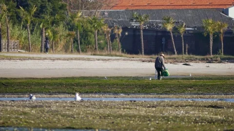 Man extracting shellfish with a green basket and a suction device on a beach in Stock Footage 171217158