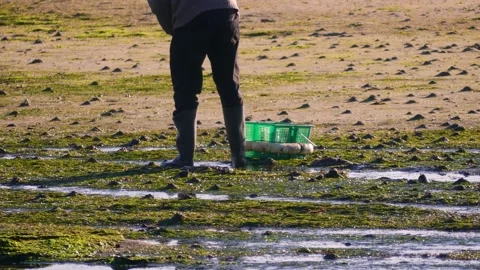 Man extracting shellfish with a green basket on a beach in Boiro, Galicia, Spain Stock Footage 171977202