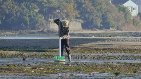 Man extracting shellfish with a suction device on a beach in Galicia, Spain Stock Footage 171216515