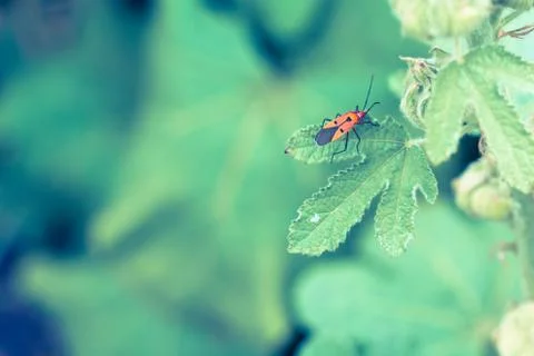 Man face bug is staying on the green leaf in vintage style Stock Photos