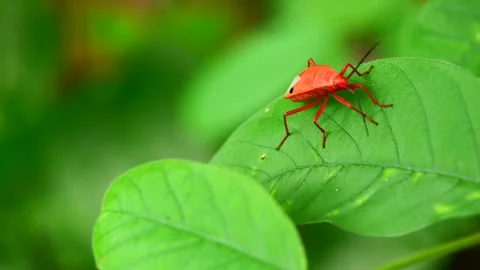 Man-faced stink bug on leaf with natural green background Stock Footage 276879931