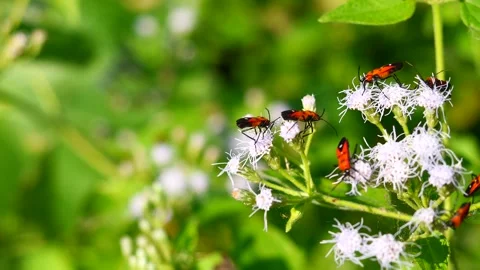 Man-faced stink bug seeking nectar on Bitter bush or Siam weed blossom Stock Footage 327584597