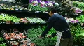 Man Facing Broccoli In Produce HD Footage