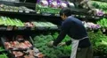 Man Facing Broccoli In Produce HD Footage