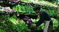Man Facing Lettuce In Produce HD Footage