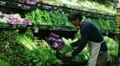 Man Facing Lettuce In Produce HD Footage