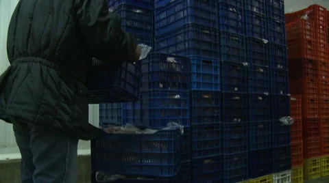 Man in a factory chicken moving boxes Video stock 43337135