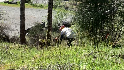 Man falling small tree in subdivision, c... | Stock Video | Pond5