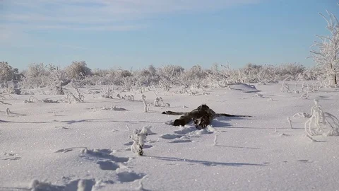 A man falls in the snow Stock Footage 71582400