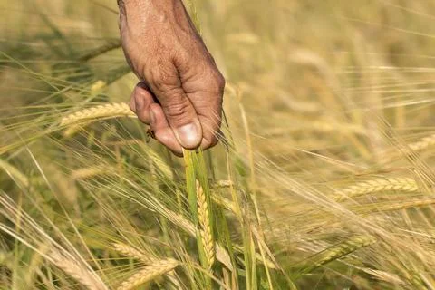 Man farmer checking the quality of wheat grain on the spikelets at the fiel.. Stock Photos