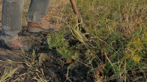 Man Farmer digging with a shovel collects carrots vegetables on field. Stock Footage