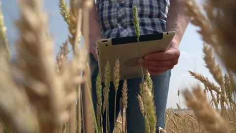 Man farmer with digital tablet working in field smart farm in a field with wheat Stock Footage 158831423