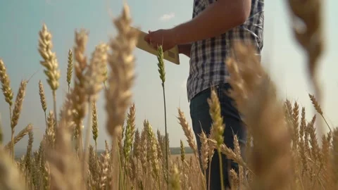 Man farmer with digital tablet working in field smart farm in a field with wheat Stock Footage 158831626