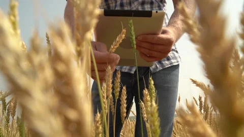 Man farmer with digital tablet working in field smart farm in a field with wheat Stock Footage 158832601