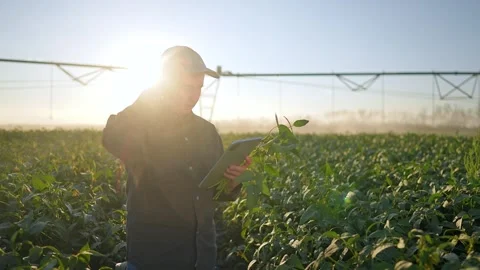 Man farmer examines soybean plant while using tablet in field near irrigation Stock Footage 346786227