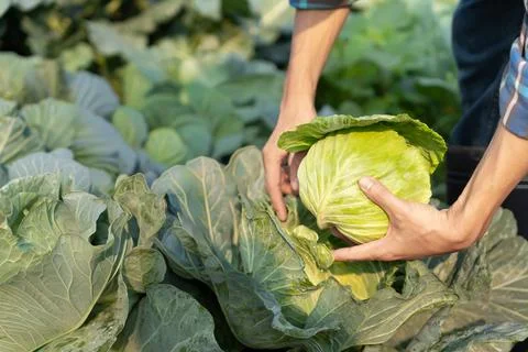Man farmer with fresh vegetables, cabbage harvest, natural selection, organ.. Stockfoto's
