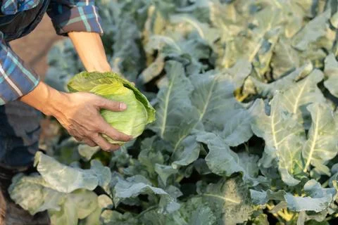 Man farmer with fresh vegetables, cabbage harvest, natural selection, organ.. Stock Photos