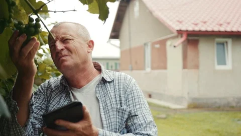 Man farmer with glasses use tablet computer checking his grapes traceability and Stock Footage 102778320