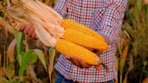A man farmer harvests corn in a field. Selective focus. Stock Footage 256427998