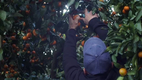 Man farmer picking tangerines from a tree. Ripe mandarin fruits hang on branch Stock Footage 232356040