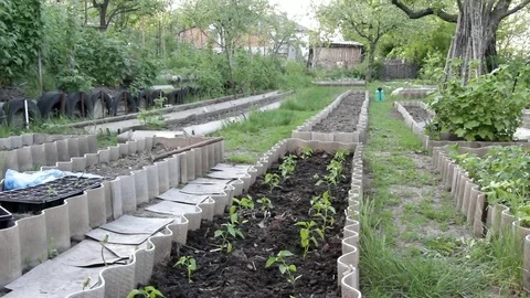 Man farmer rearranges boxes of seedlings Stock Footage 102228358