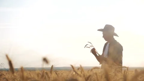 Man farmer red neck in a field examining wheat crop at sunset. male farmer in a Video stock 132232053