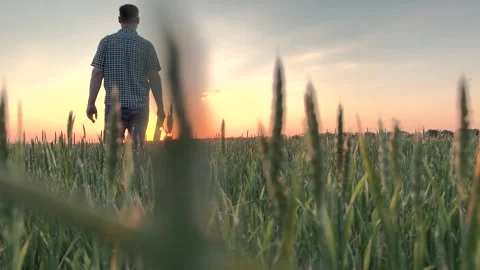 Man farmer with tablet in hand walks through wheat field at sunset, dawn. Back Stock Footage 282068191