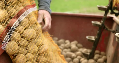 Man farmer throws potatoes from a yellow sack to an old potato planter machine Stock Footage