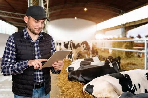 Man farmer using digital tablet at livestock farm on background with cows l.. Stock Photos