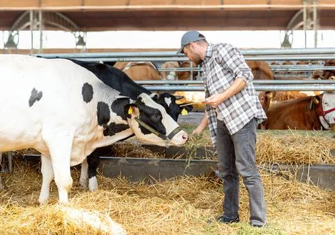 Man farmer using a digital tablet to inspect cows on a livestock farm Stock Photos