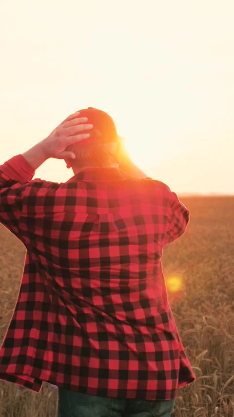 Man farmer walking at sunset dry wheat field relaxing outdoor back view Stock Footage 280973158